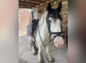 Cob, Gelding, 7 years, 14.1 hh, Tobiano-all-colors