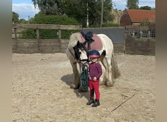 Cob, Gelding, 7 years, 14.1 hh, Tobiano-all-colors