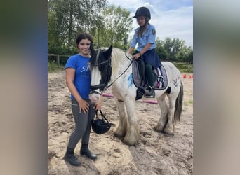 Cob, Gelding, 7 years, 14.1 hh, Tobiano-all-colors