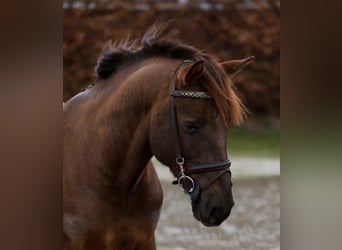 Cob, Gelding, 7 years, 14 hh, Chestnut-Red