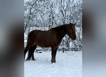 Cob, Gelding, 7 years, 14 hh, Chestnut-Red