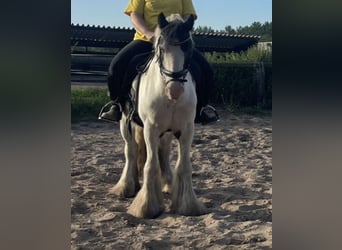 Cob, Gelding, 7 years, 14,1 hh, Tobiano-all-colors