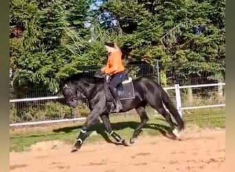 Cob, Gelding, 7 years, 15.2 hh, Black