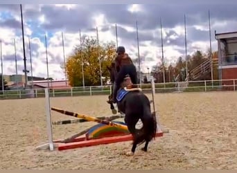 Cob, Gelding, 7 years, 15.2 hh, Black