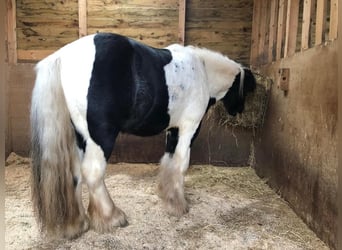 Cob, Gelding, 8 years, 12 hh, Tobiano-all-colors