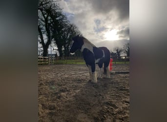 Cob, Gelding, 8 years, 12 hh, Tobiano-all-colors