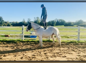 Cob, Gelding, 8 years, 14,1 hh, Pinto