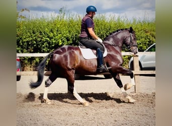 Cob Mix, Gelding, 8 years, 15.2 hh, Black