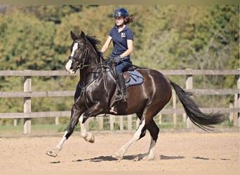 Cob Mix, Gelding, 8 years, 15.2 hh, Black