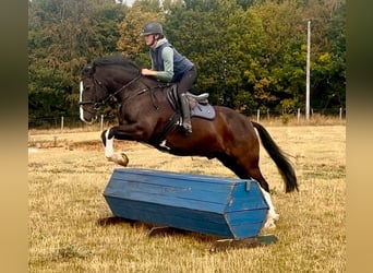 Cob Mix, Gelding, 8 years, 15.2 hh, Black