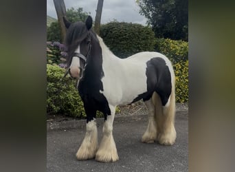 Cob, Gelding, 9 years, 13.2 hh, Tobiano-all-colors