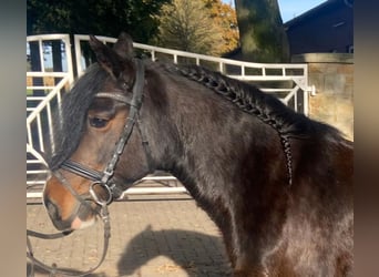 Cob, Giumenta, 10 Anni, 140 cm, Baio