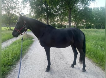 Cob, Giumenta, 11 Anni, 145 cm, Morello