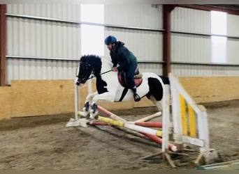 Cob, Giumenta, 11 Anni, 156 cm, Pezzato