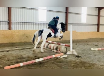 Cob, Giumenta, 11 Anni, 156 cm, Pezzato