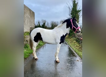 Cob, Giumenta, 11 Anni, 156 cm, Pezzato