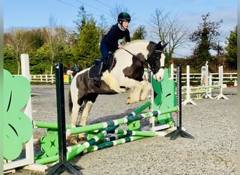 Cob, Giumenta, 12 Anni, 148 cm, Pezzato