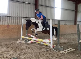 Cob, Giumenta, 12 Anni, 150 cm, Pezzato