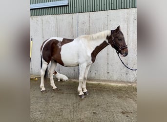 Cob, Giumenta, 12 Anni, 150 cm, Pezzato