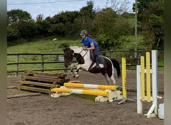 Cob, Giumenta, 12 Anni, 150 cm, Pezzato