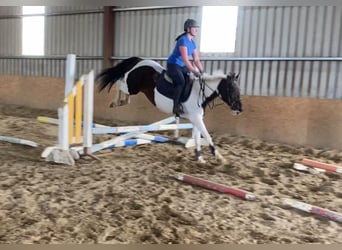 Cob, Giumenta, 12 Anni, 150 cm, Pezzato