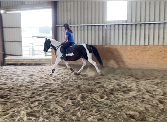 Cob, Giumenta, 12 Anni, 150 cm, Pezzato