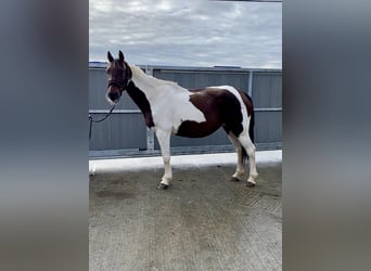 Cob, Giumenta, 12 Anni, 150 cm, Pezzato