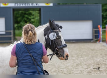 Cob, Giumenta, 13 Anni, 113 cm, Pezzato