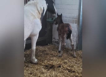 Cob, Giumenta, 13 Anni, 113 cm, Pezzato