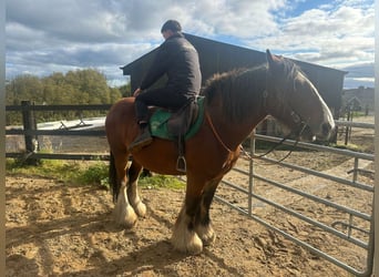 Cob, Giumenta, 14 Anni, 157 cm, Baio ciliegia