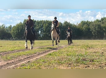 Cob Mix, Giumenta, 16 Anni, 148 cm, Morello