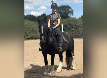 Cob Mix, Giumenta, 16 Anni, 148 cm, Morello