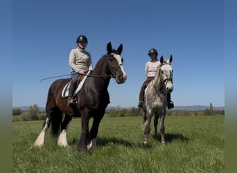 Cob, Giumenta, 16 Anni, 153 cm, Morello