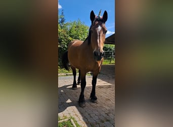 Cob, Giumenta, 17 Anni, 160 cm, Baio scuro