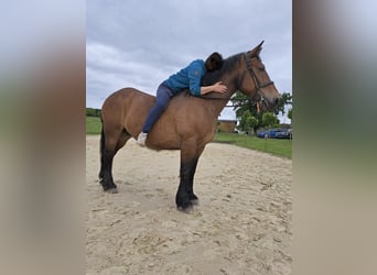 Cob, Giumenta, 17 Anni, 160 cm, Baio scuro
