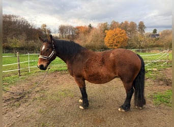 Cob, Giumenta, 17 Anni, 160 cm, Baio scuro