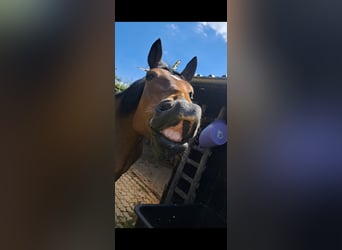 Cob, Giumenta, 17 Anni, 160 cm, Baio scuro