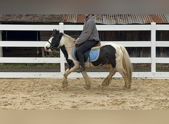 Cob, Giumenta, 4 Anni, 121 cm, Pezzato