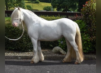 Cob, Giumenta, 4 Anni, 125 cm, Palomino