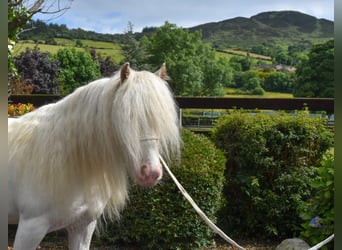 Cob, Giumenta, 4 Anni, 125 cm, Palomino