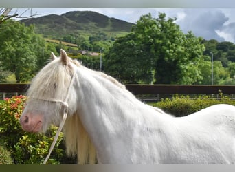 Cob, Giumenta, 4 Anni, 125 cm, Palomino