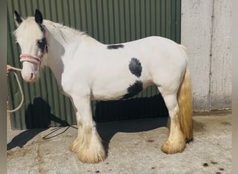 Cob, Giumenta, 4 Anni, 133 cm, Pezzato