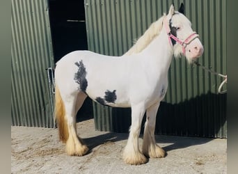 Cob, Giumenta, 4 Anni, 133 cm, Pezzato