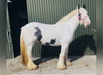 Cob, Giumenta, 4 Anni, 133 cm, Pezzato
