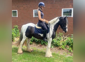 Cob, Giumenta, 4 Anni, 137 cm, Pezzato