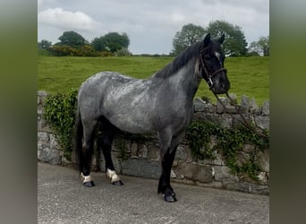 Cob, Giumenta, 4 Anni, 138 cm, Roano blu