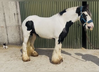Cob, Giumenta, 4 Anni, 140 cm, Pezzato