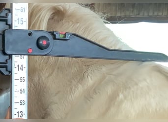 Cob, Giumenta, 4 Anni, 145 cm, Pezzato