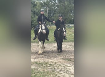 Cob Mix, Giumenta, 4 Anni, 147 cm, Tobiano-tutti i colori