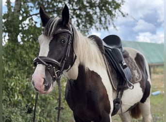 Cob Mix, Giumenta, 4 Anni, 147 cm, Tobiano-tutti i colori